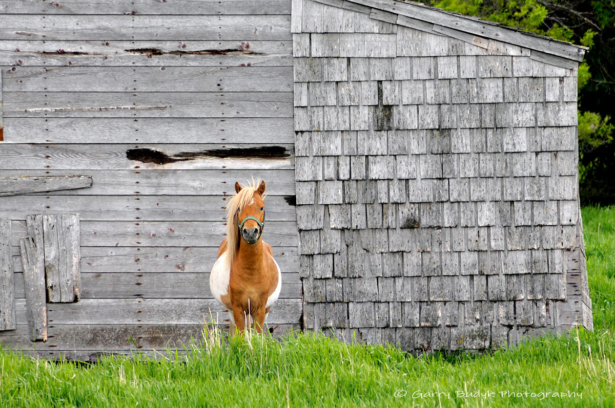 Pony & Barn