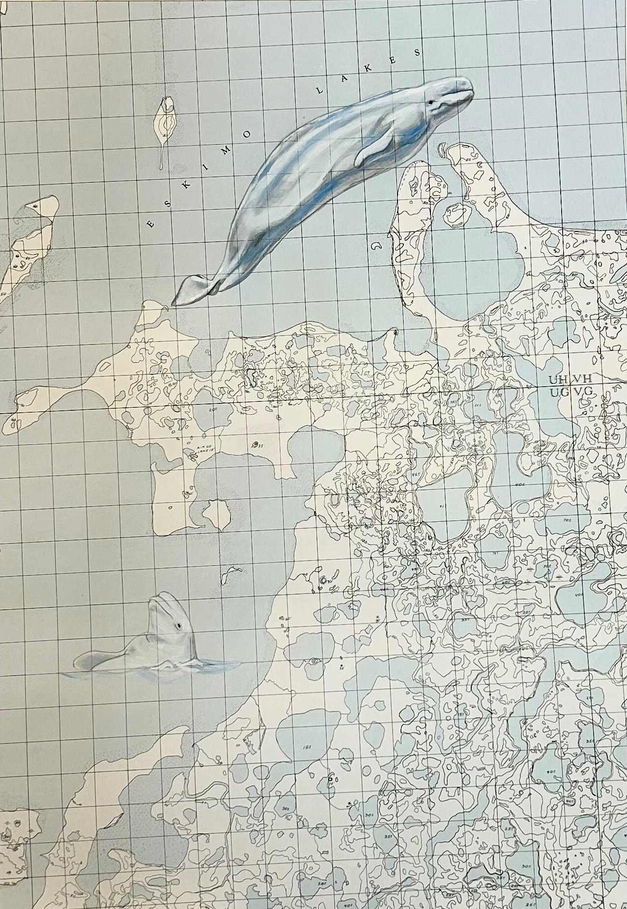 NWT Belugas